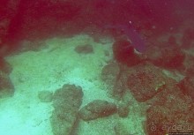 Нам акула-каракула ... (подводный мир Коибы для "чайников")