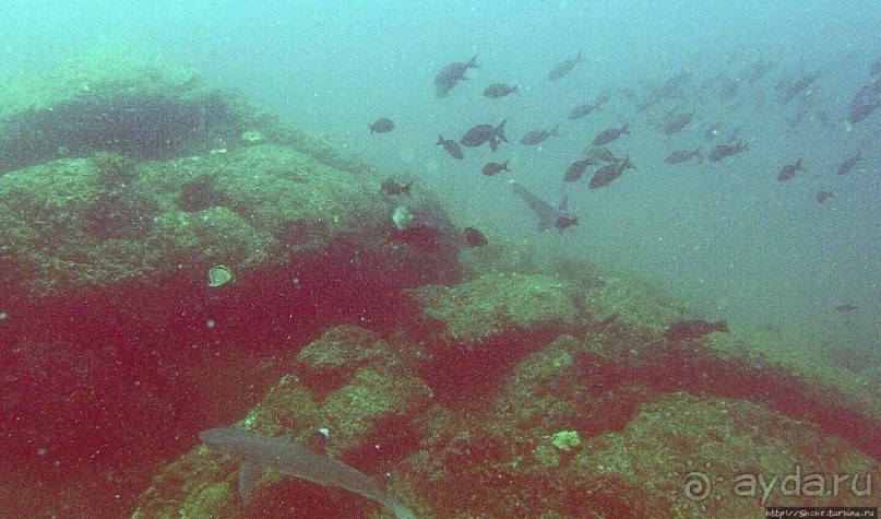 Нам акула-каракула ... (подводный мир Коибы для "чайников")