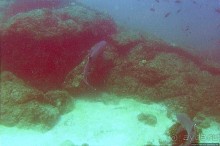 Нам акула-каракула ... (подводный мир Коибы для "чайников")