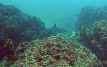 Нам акула-каракула ... (подводный мир Коибы для "чайников")