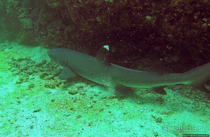 Нам акула-каракула ... (подводный мир Коибы для "чайников")