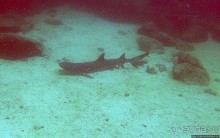 Нам акула-каракула ... (подводный мир Коибы для "чайников")