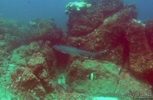 Нам акула-каракула ... (подводный мир Коибы для "чайников")