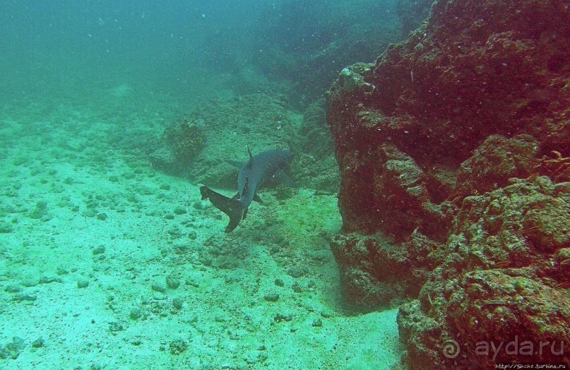 Нам акула-каракула ... (подводный мир Коибы для "чайников")