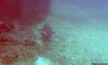 Нам акула-каракула ... (подводный мир Коибы для "чайников")