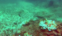 Нам акула-каракула ... (подводный мир Коибы для "чайников")