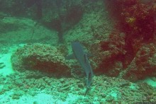 Нам акула-каракула ... (подводный мир Коибы для "чайников")