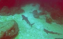 Нам акула-каракула ... (подводный мир Коибы для "чайников")