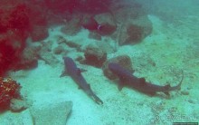 Нам акула-каракула ... (подводный мир Коибы для "чайников")