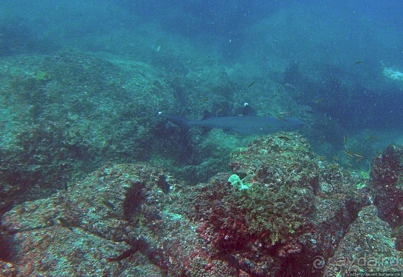 Нам акула-каракула ... (подводный мир Коибы для "чайников")