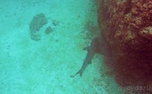 Нам акула-каракула ... (подводный мир Коибы для "чайников")