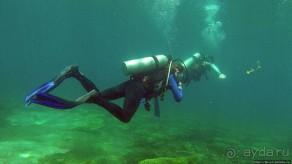 Нам акула-каракула ... (подводный мир Коибы для "чайников")