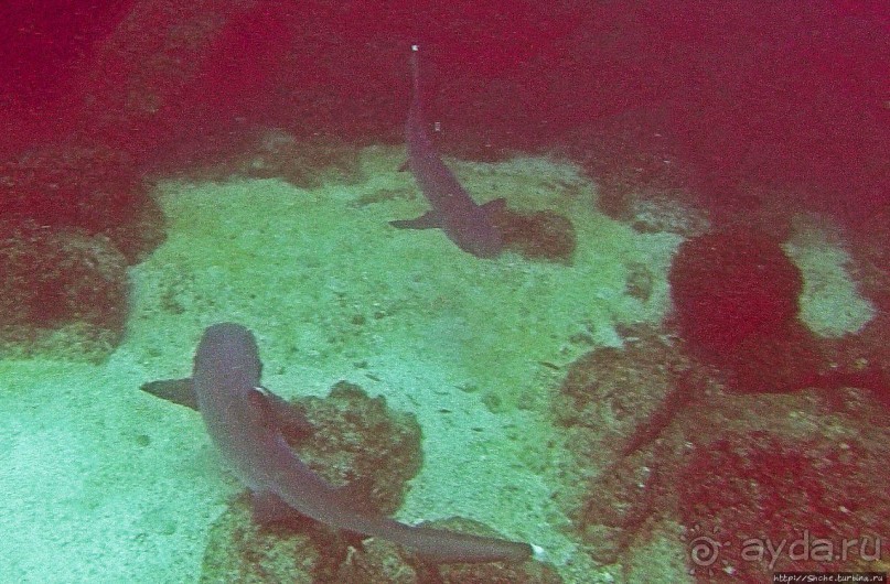 Нам акула-каракула ... (подводный мир Коибы для "чайников")