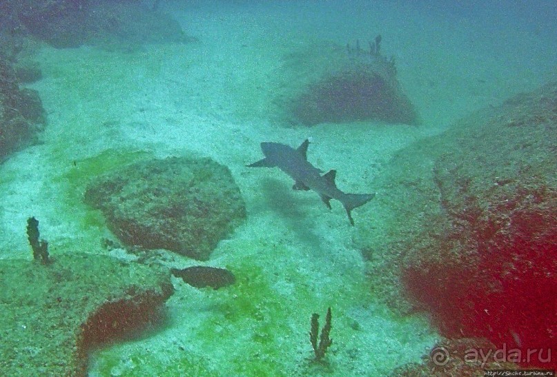 Нам акула-каракула ... (подводный мир Коибы для "чайников")