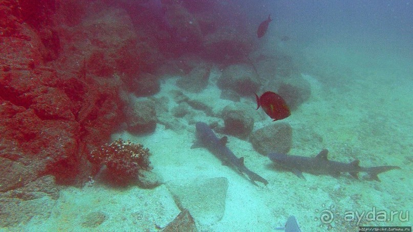 Нам акула-каракула ... (подводный мир Коибы для "чайников")