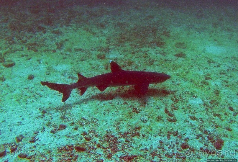 Нам акула-каракула ... (подводный мир Коибы для "чайников")