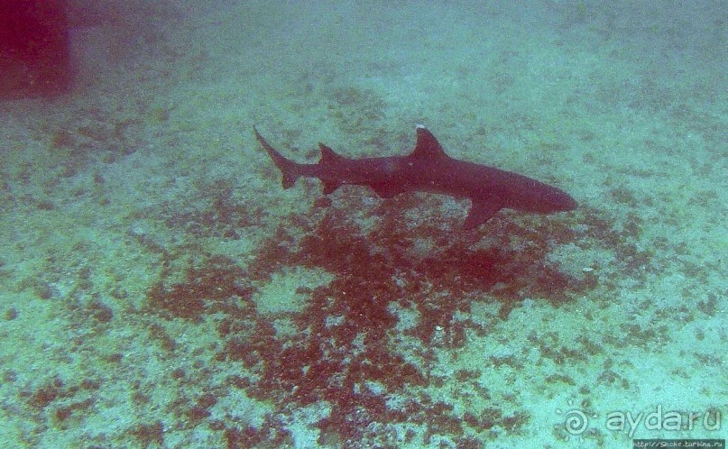 Нам акула-каракула ... (подводный мир Коибы для "чайников")