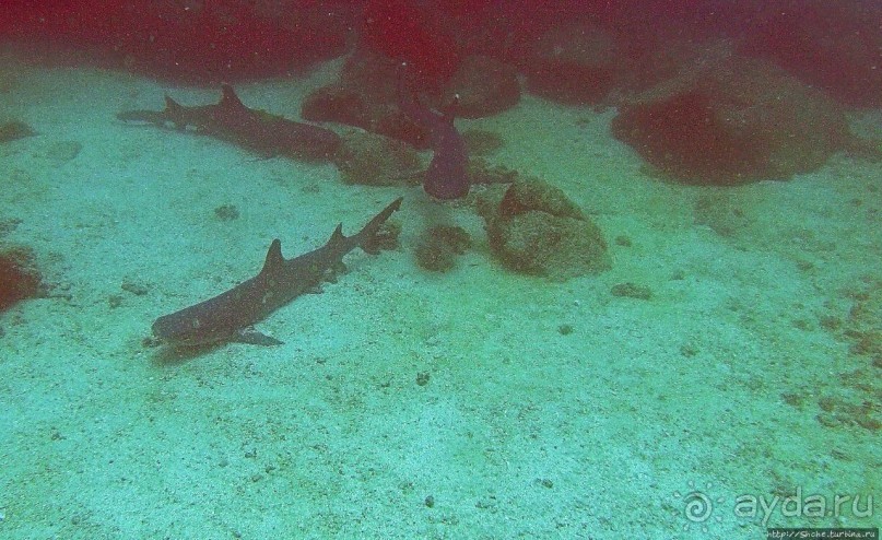 Альбом отзыва "Нам акула-каракула ... (подводный мир Коибы для "чайников")"