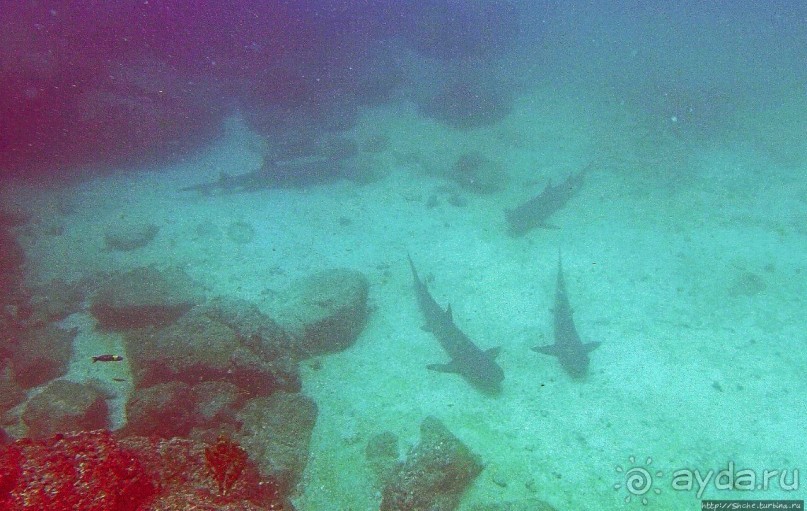 Нам акула-каракула ... (подводный мир Коибы для "чайников")