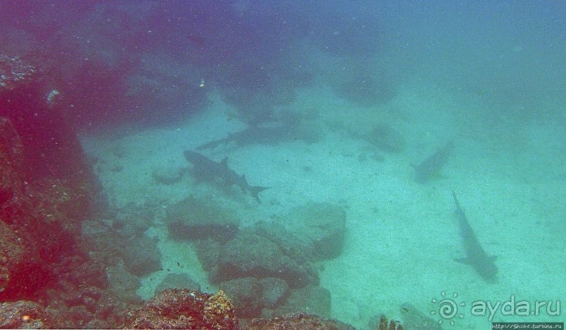 Нам акула-каракула ... (подводный мир Коибы для "чайников")