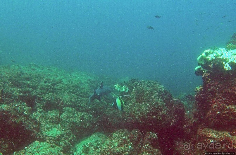Нам акула-каракула ... (подводный мир Коибы для "чайников")