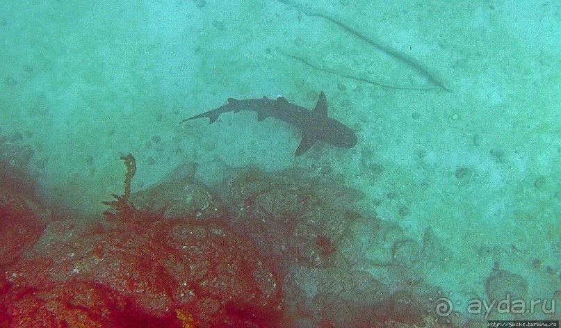 Нам акула-каракула ... (подводный мир Коибы для "чайников")
