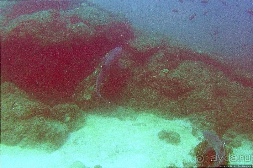 Нам акула-каракула ... (подводный мир Коибы для "чайников")