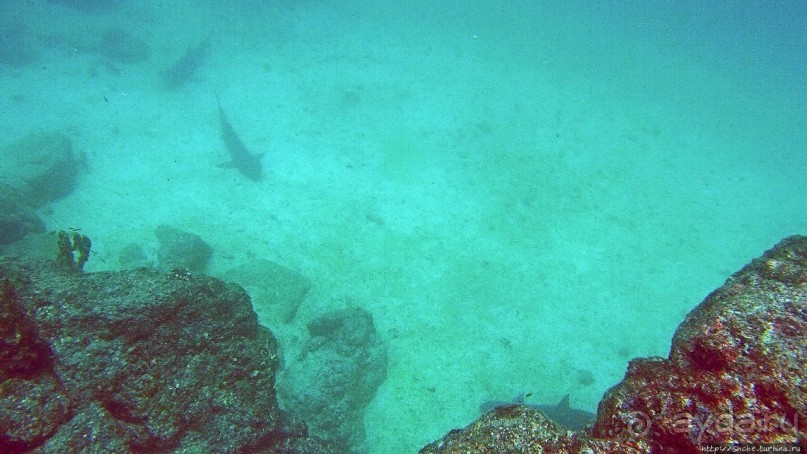 Нам акула-каракула ... (подводный мир Коибы для "чайников")