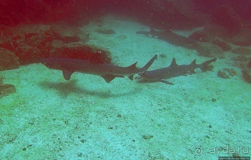 Нам акула-каракула ... (подводный мир Коибы для "чайников")