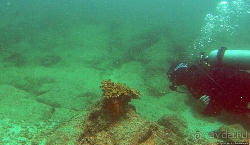 Нам акула-каракула ... (подводный мир Коибы для "чайников")