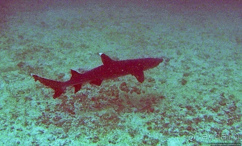 Нам акула-каракула ... (подводный мир Коибы для "чайников")