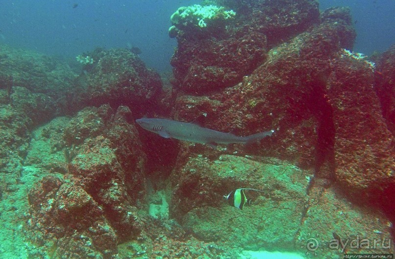 Нам акула-каракула ... (подводный мир Коибы для "чайников")