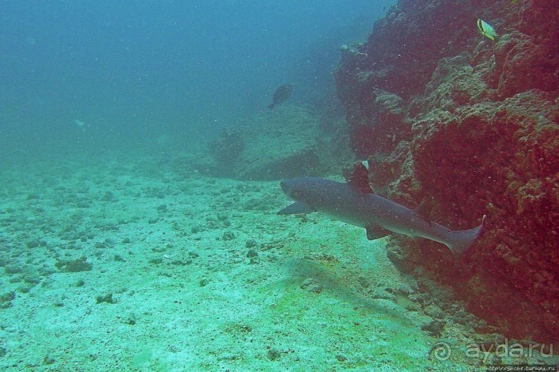 Нам акула-каракула ... (подводный мир Коибы для "чайников")