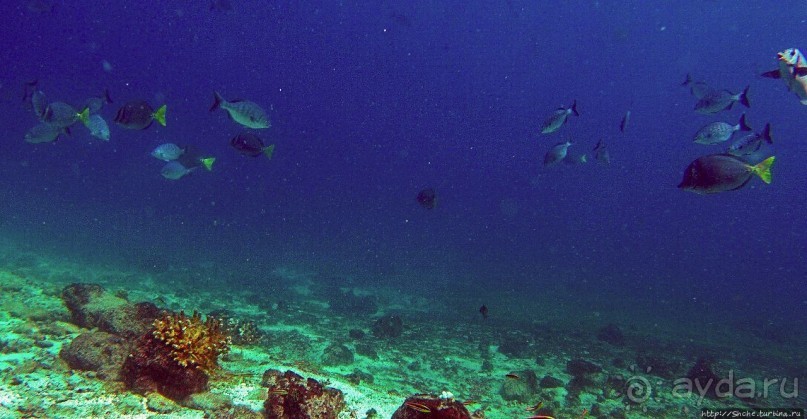 Нам акула-каракула ... (подводный мир Коибы для "чайников")