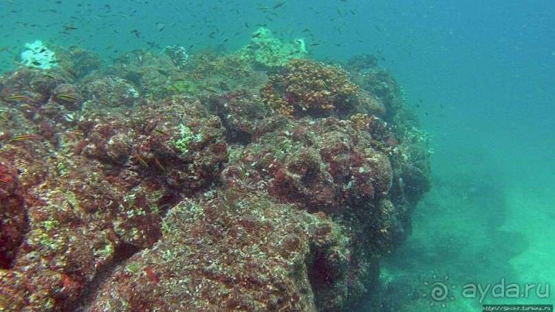 Нам акула-каракула ... (подводный мир Коибы для "чайников")