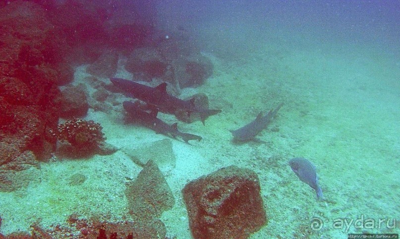 Нам акула-каракула ... (подводный мир Коибы для "чайников")