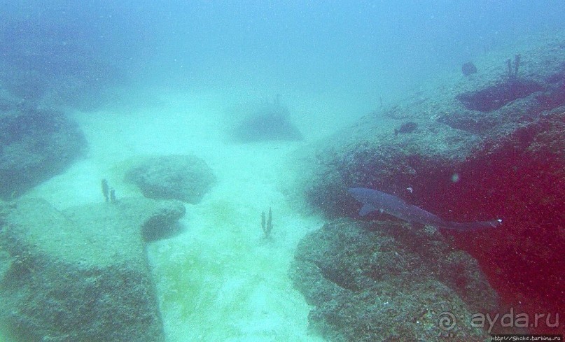 Нам акула-каракула ... (подводный мир Коибы для "чайников")