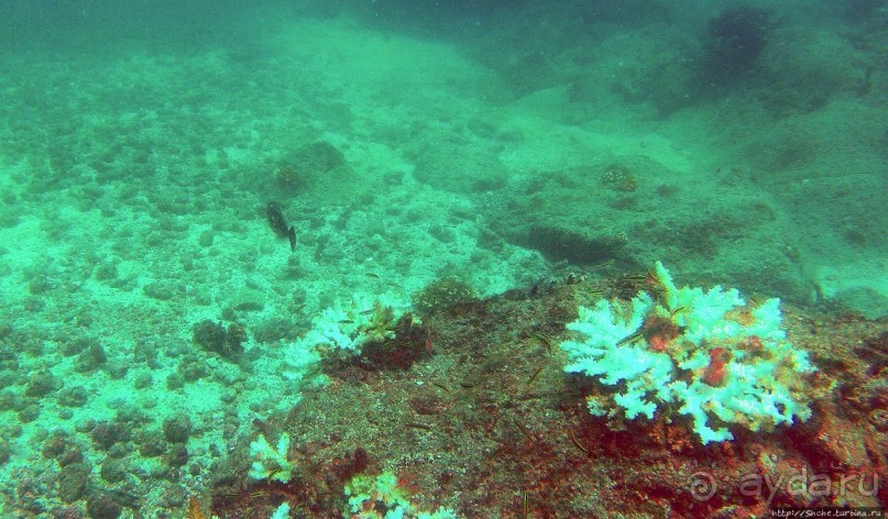 Нам акула-каракула ... (подводный мир Коибы для "чайников")