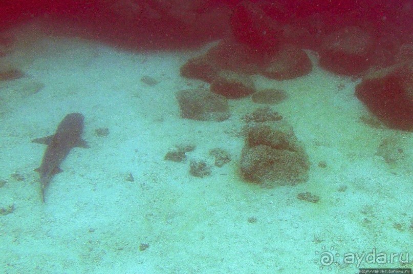 Нам акула-каракула ... (подводный мир Коибы для "чайников")