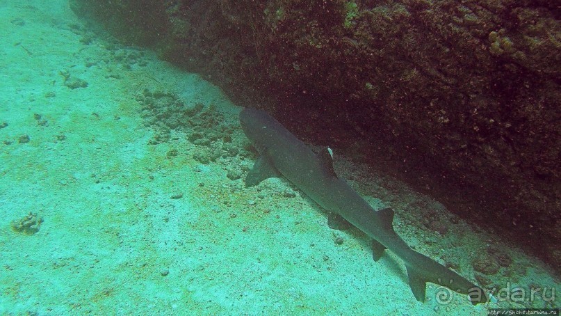 Нам акула-каракула ... (подводный мир Коибы для "чайников")