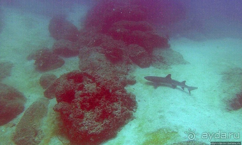 Нам акула-каракула ... (подводный мир Коибы для "чайников")