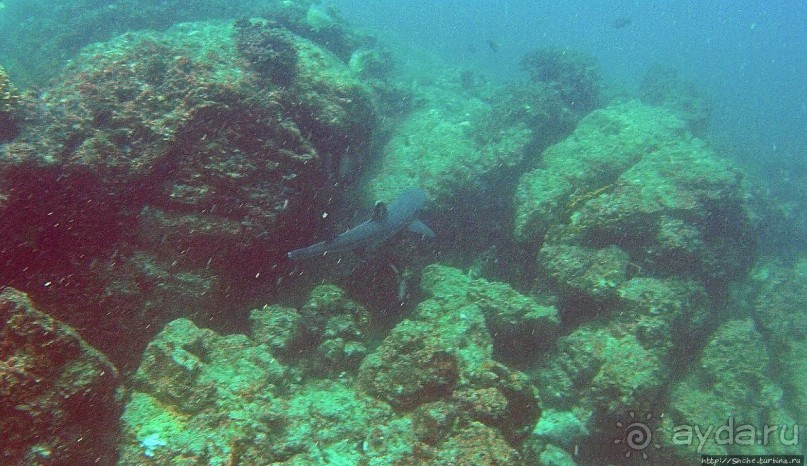 Нам акула-каракула ... (подводный мир Коибы для "чайников")