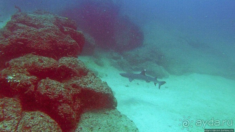 Нам акула-каракула ... (подводный мир Коибы для "чайников")