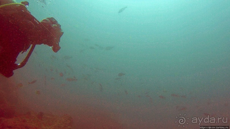 Нам акула-каракула ... (подводный мир Коибы для "чайников")