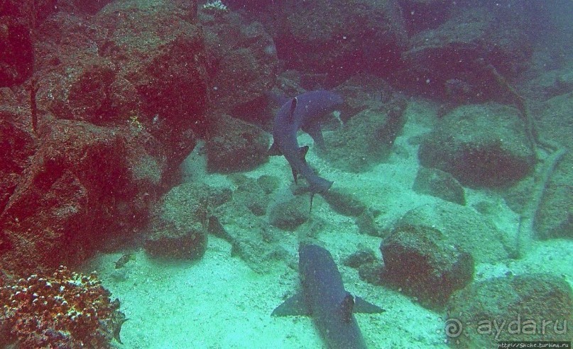 Нам акула-каракула ... (подводный мир Коибы для "чайников")