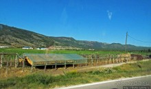 Любинье — старинный городок, где растят "Герцеговину Флор"