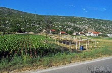 Любинье — старинный городок, где растят "Герцеговину Флор"