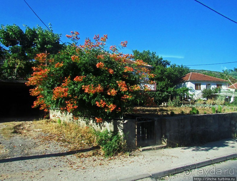 Любинье — старинный городок, где растят "Герцеговину Флор"
