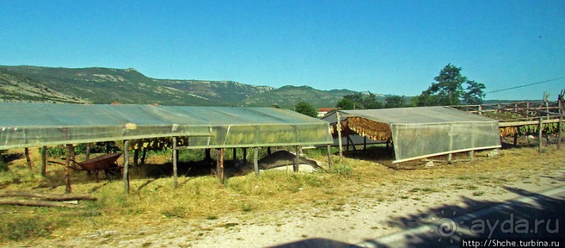 Любинье — старинный городок, где растят "Герцеговину Флор"