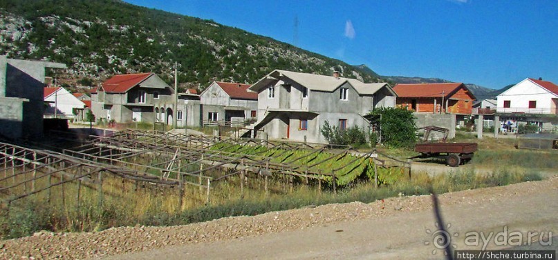 Любинье — старинный городок, где растят "Герцеговину Флор"